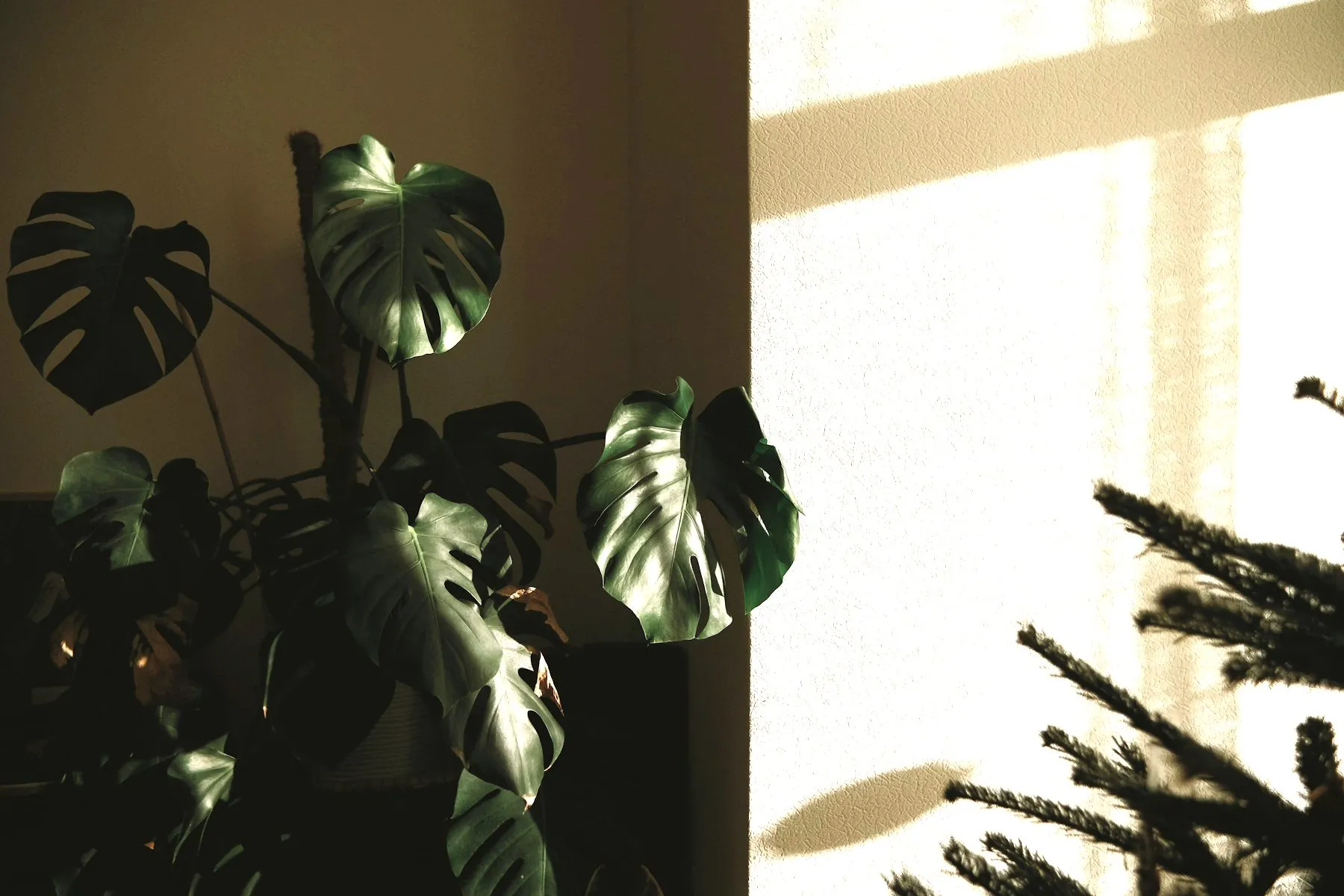 A monstera plant in sunlight by a window